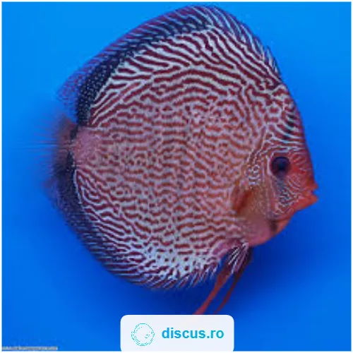 Red Snakeskin discus