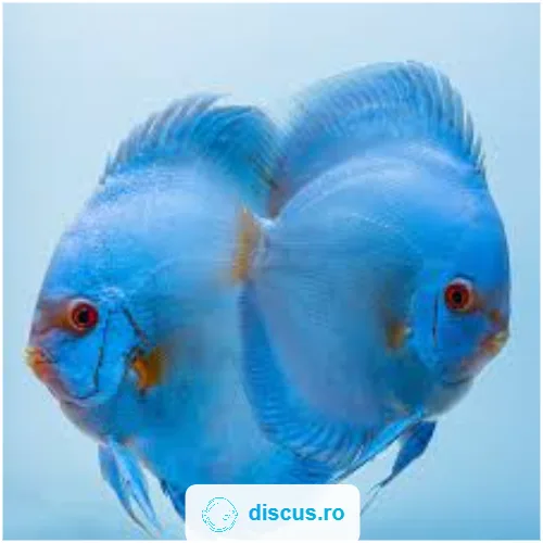 Blue Diamond discus