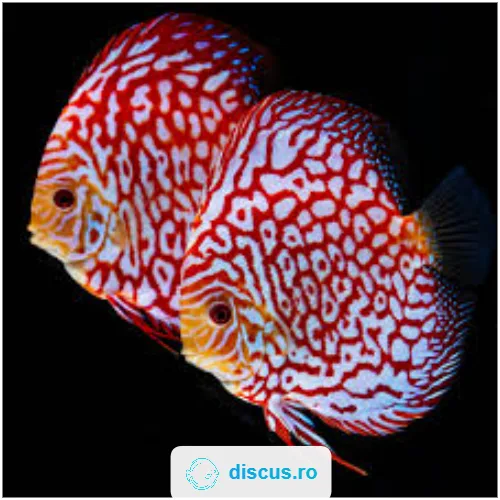 Pigeon Checkerboard discus
