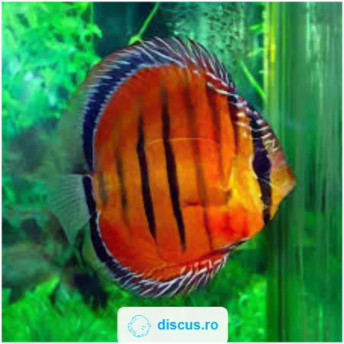 Alenquer Red discus