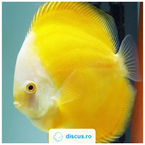 Yellow Lemon discus