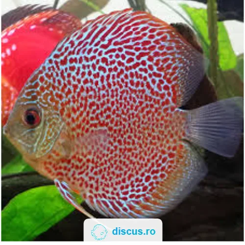 Leopard discus