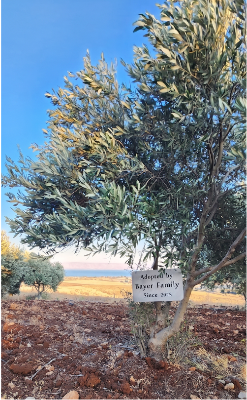 Adopted olive tree with name plaque in the Galilee