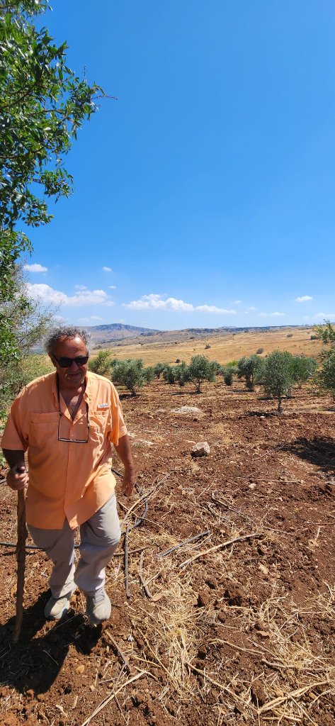 Zvika in his olive grove