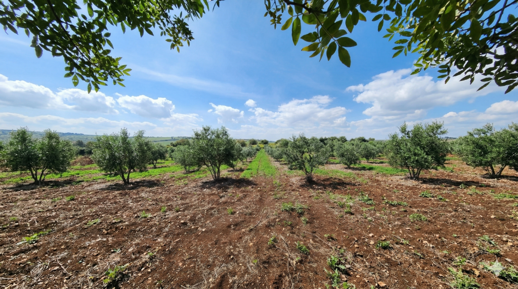 Olive grove rows in the Galilee