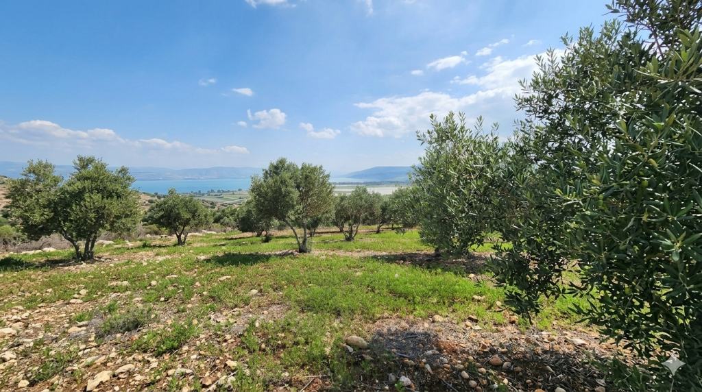 Olive grove overlooking the Sea of Galilee