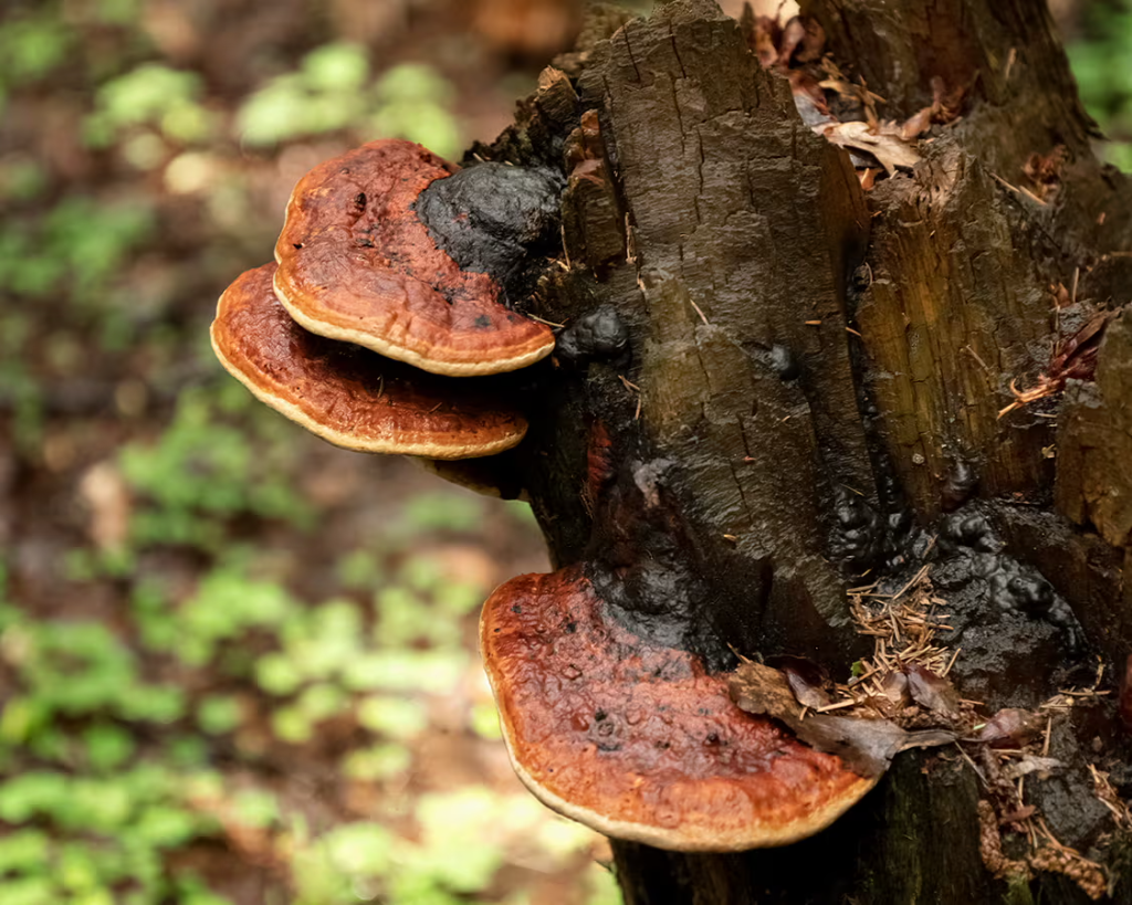 Chaga mushroom growing on birch tree trunk in forest