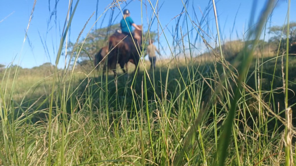 Rider with horse in sanctuary meadow