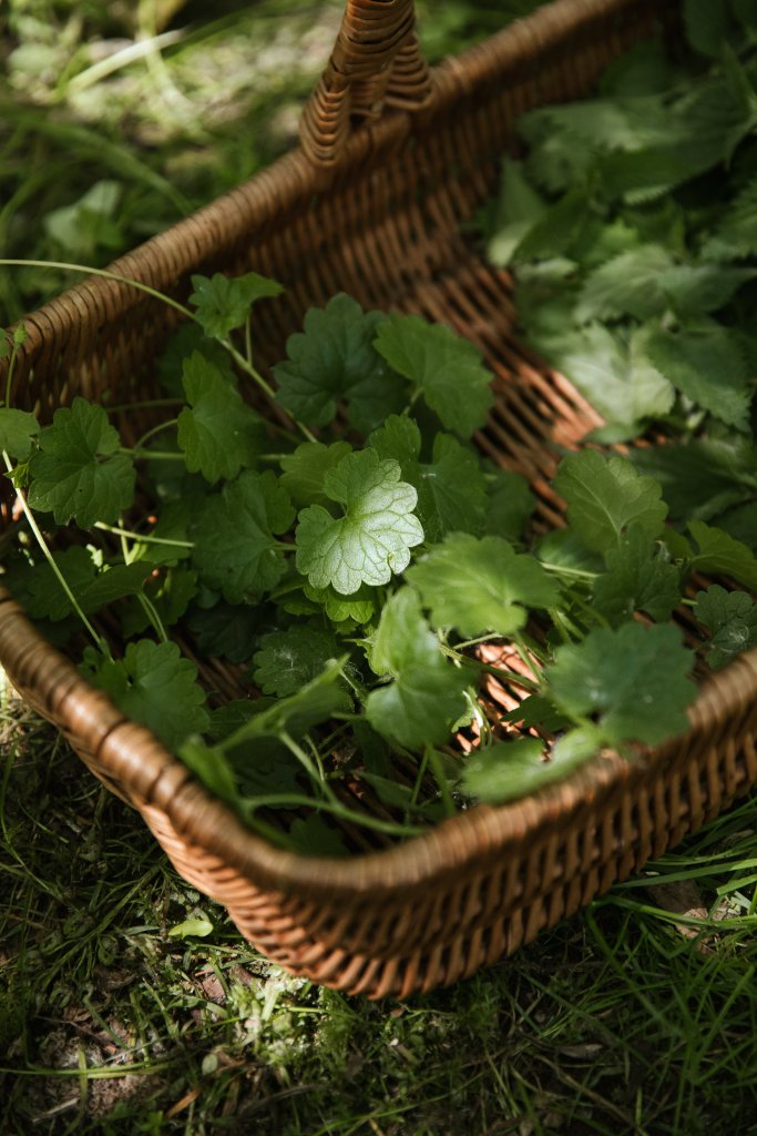 Foraging Walks