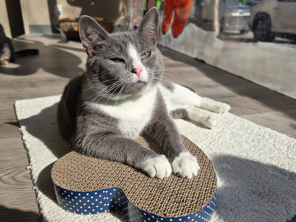 Cat cafe sunbathing