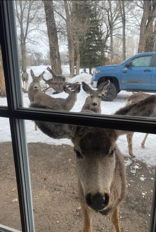 Deer visiting Spirit West River Lodge