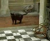 The Shadow: What You Deny Controls You