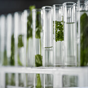 Ancient botanical knowledge meets modern scientific validation.