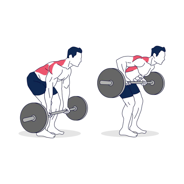 Barbell Bent Over Rows Supinated Grip