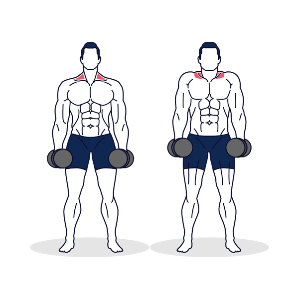 Dumbbell Shrugs
