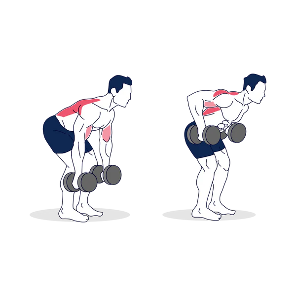 Dumbbell Bent Over Rows