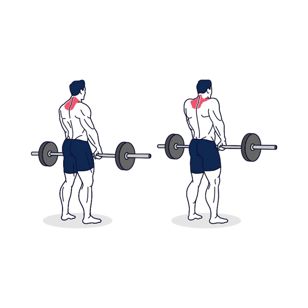 Barbell Shrug