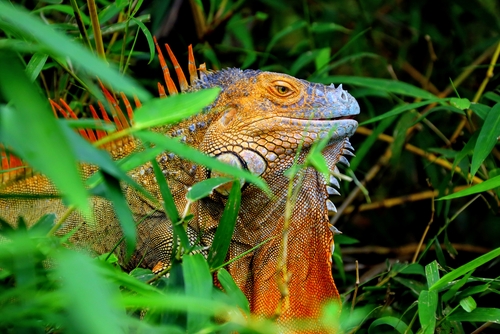 Green iguana in Costa Rica