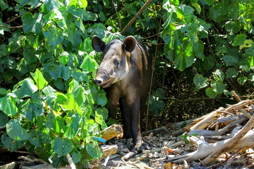 Tapir in Costa Rica jungle
