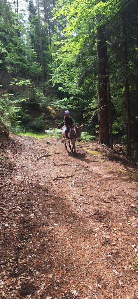 Balade accompagnée à dos d'âne
