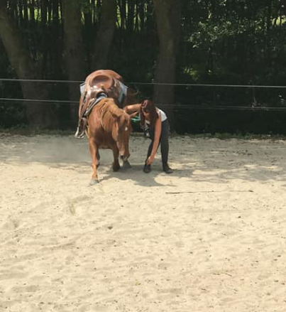 Clémentine soignant sa jument brune