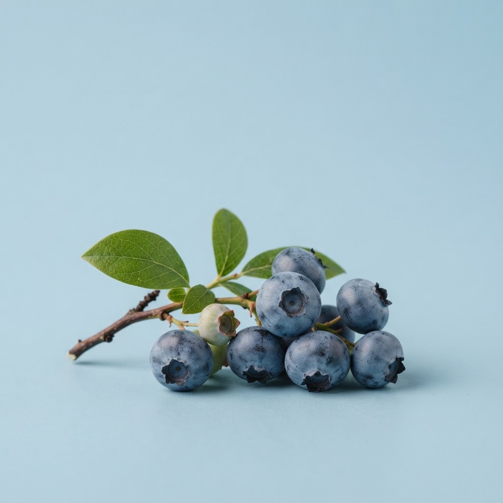 Blueberry Identification
