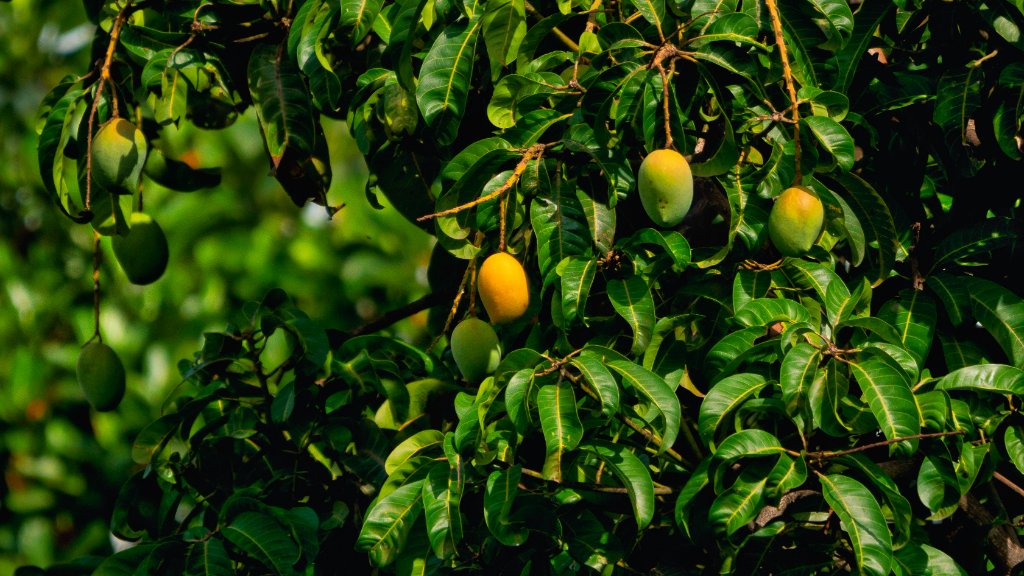 Mango tree background