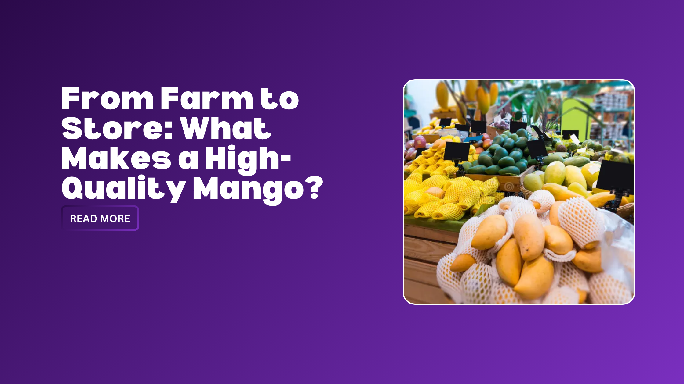 From Farm to Store: What Makes a High-Quality Mango?