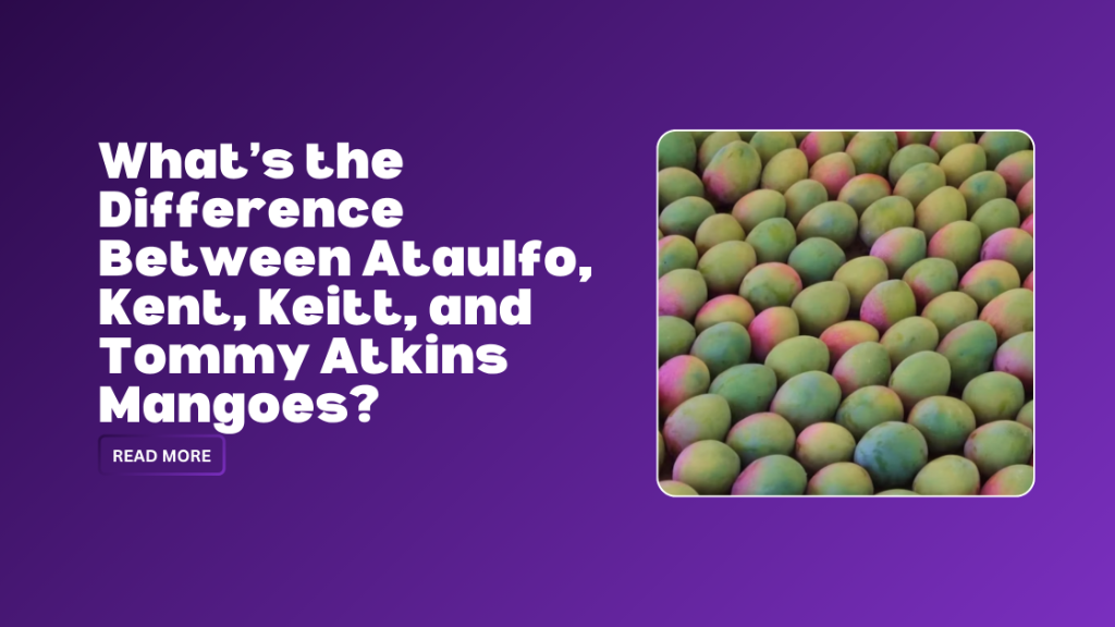 What's the Difference Between Ataulfo, Kent, Keitt, and Tommy Atkins Mangoes?