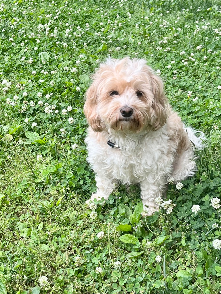 Teddy