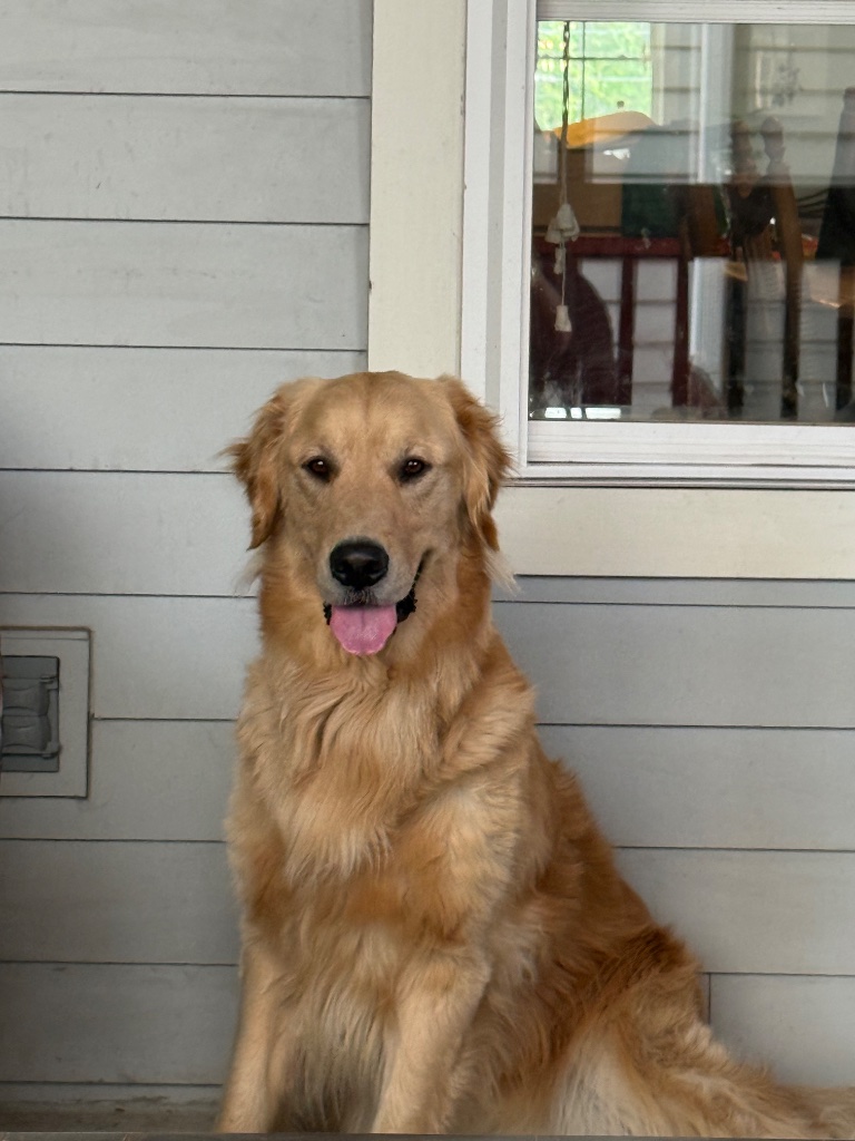 Buddy
