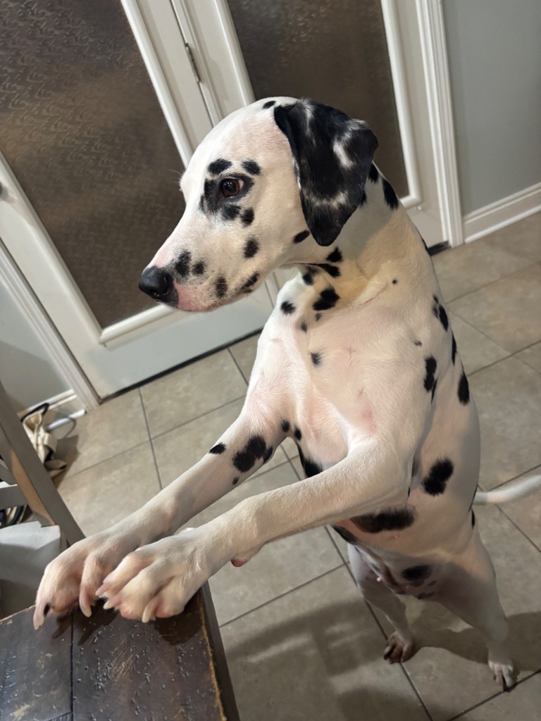 Willow