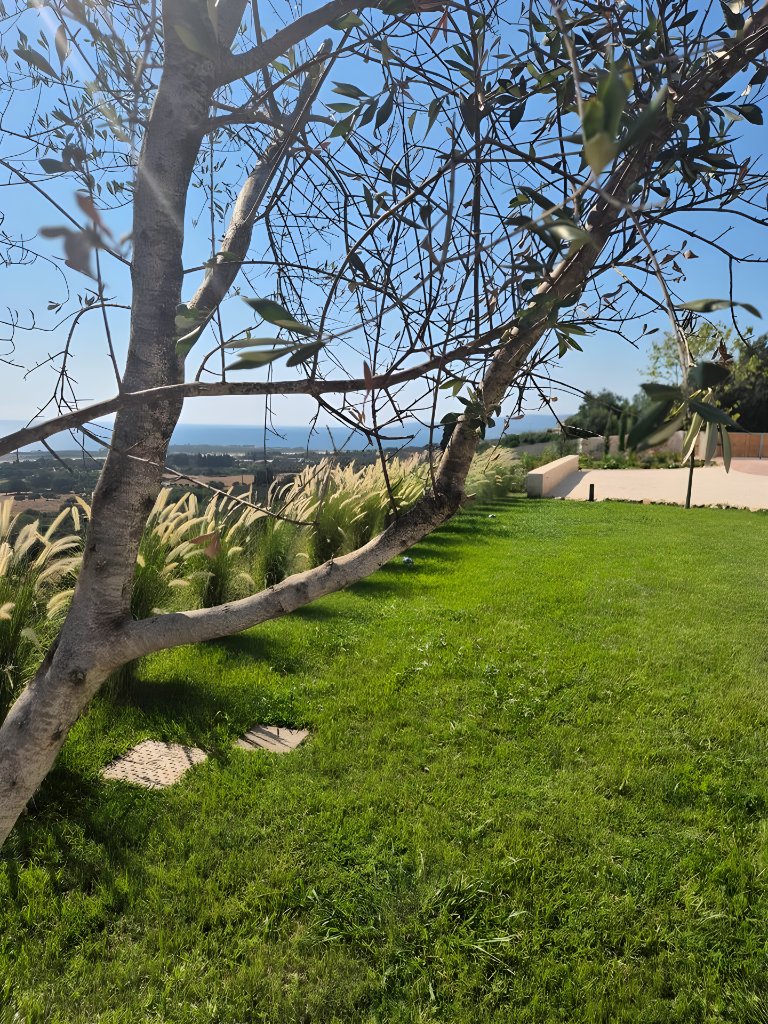Garden & Olive Tree