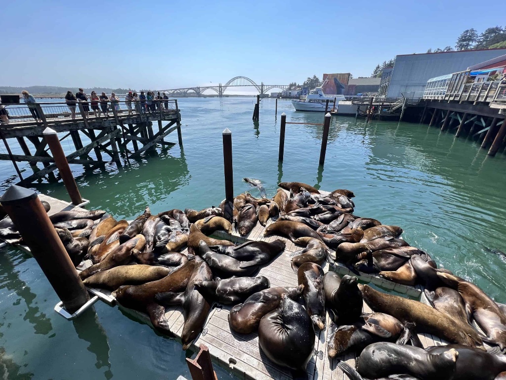 Sea Lions at Newport Docks