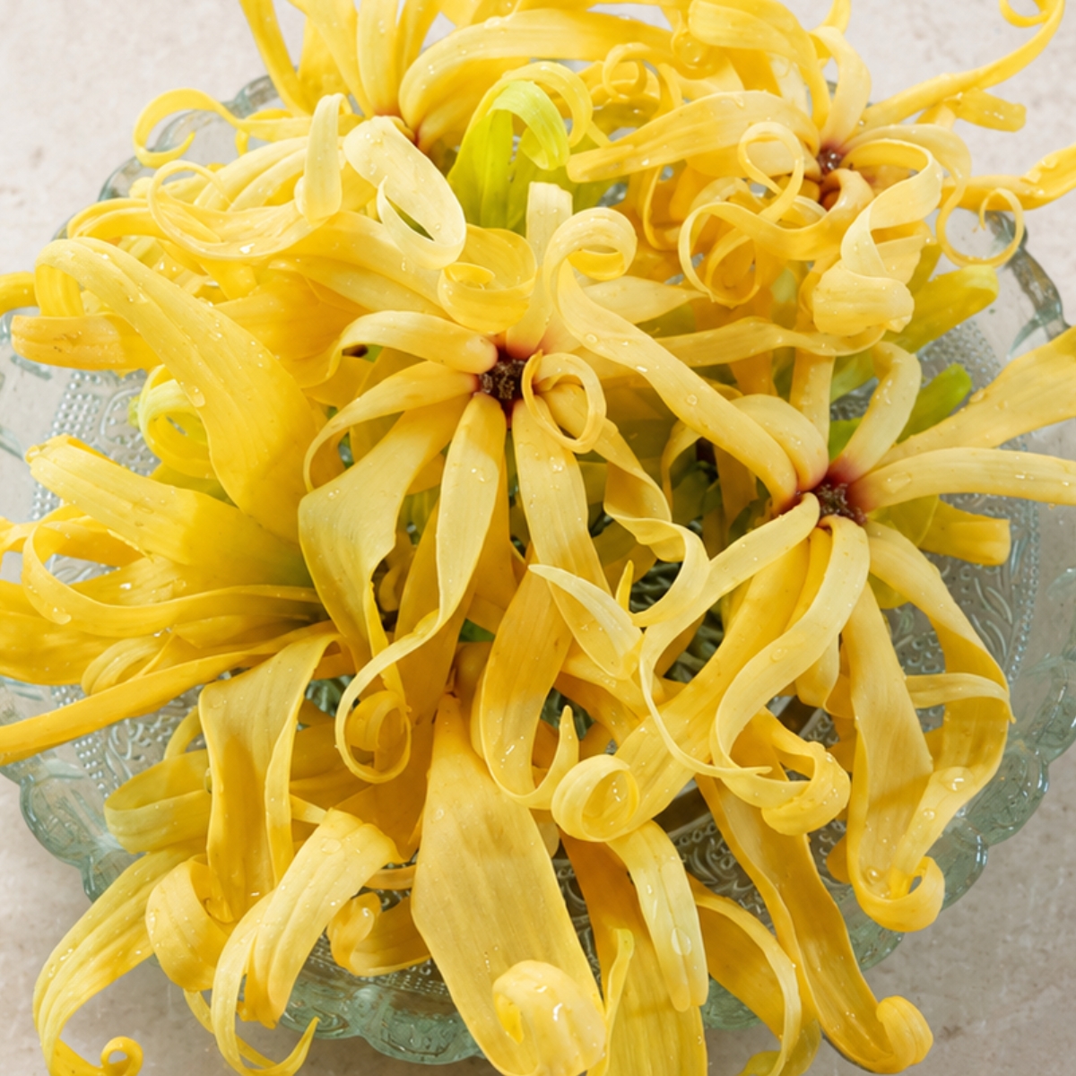 Ylang Ylang