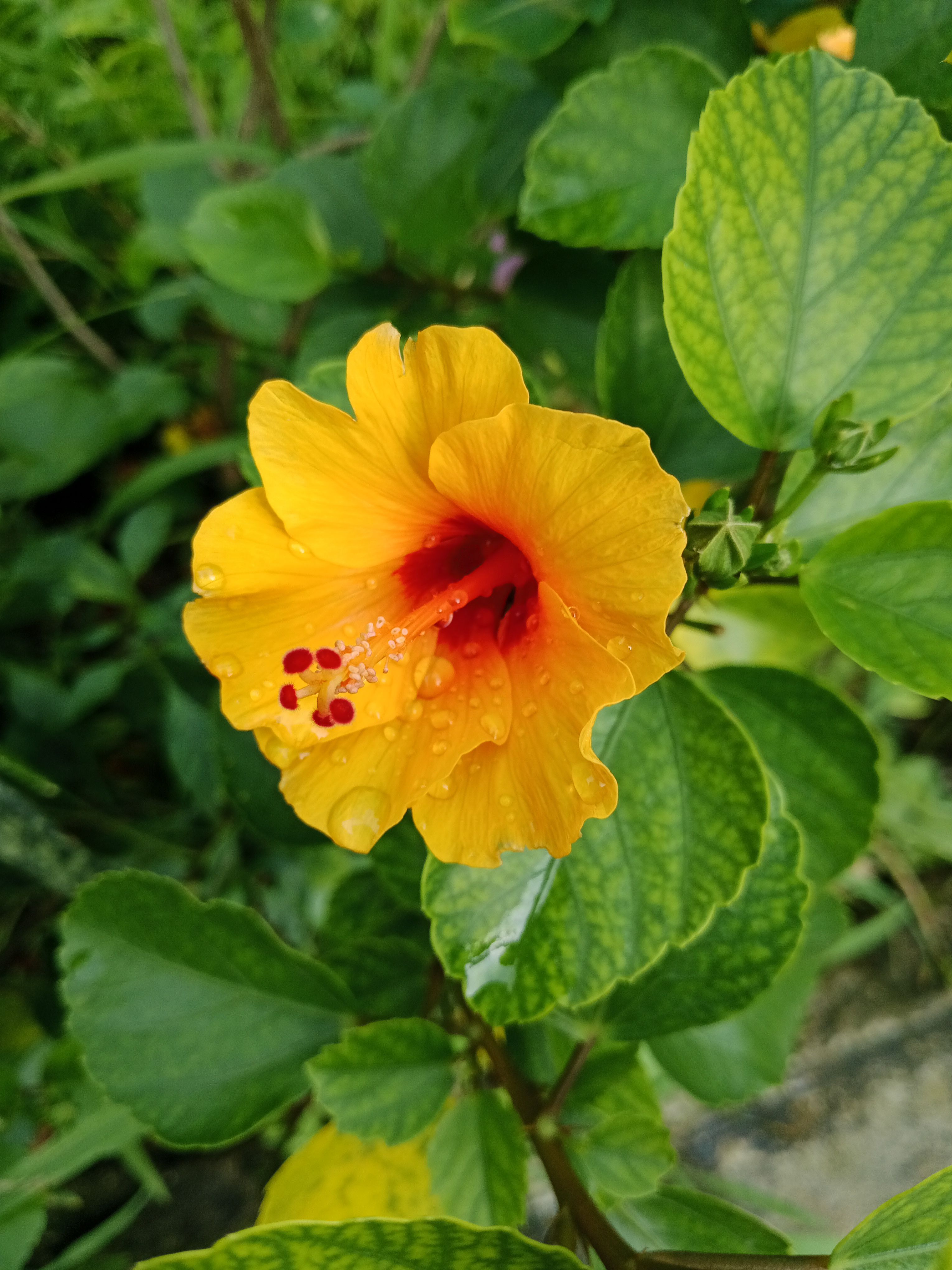 Yellow hibiscus in bloom