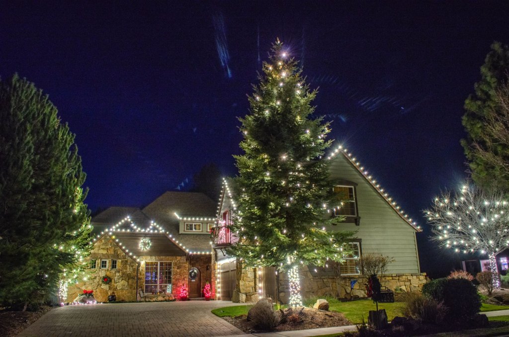 Grand Fir Illumination