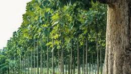 Teak Tree Investment