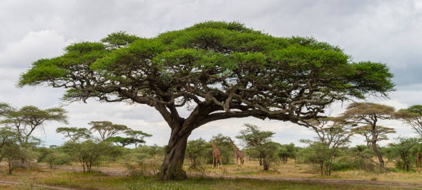 Fever Tree & Albizia Investment
