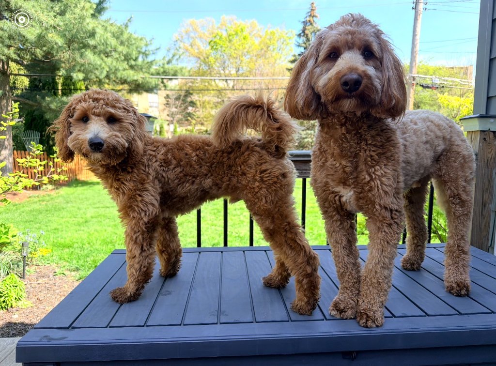 Dr. Garg's Pups