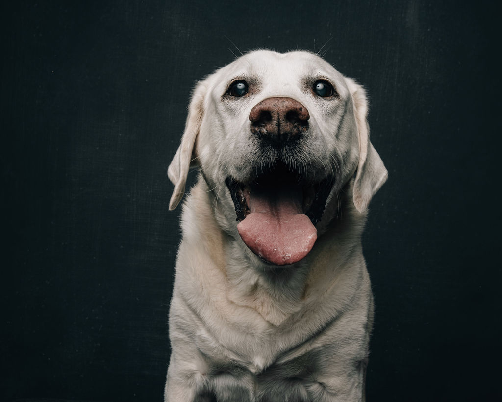 Happy Labrador