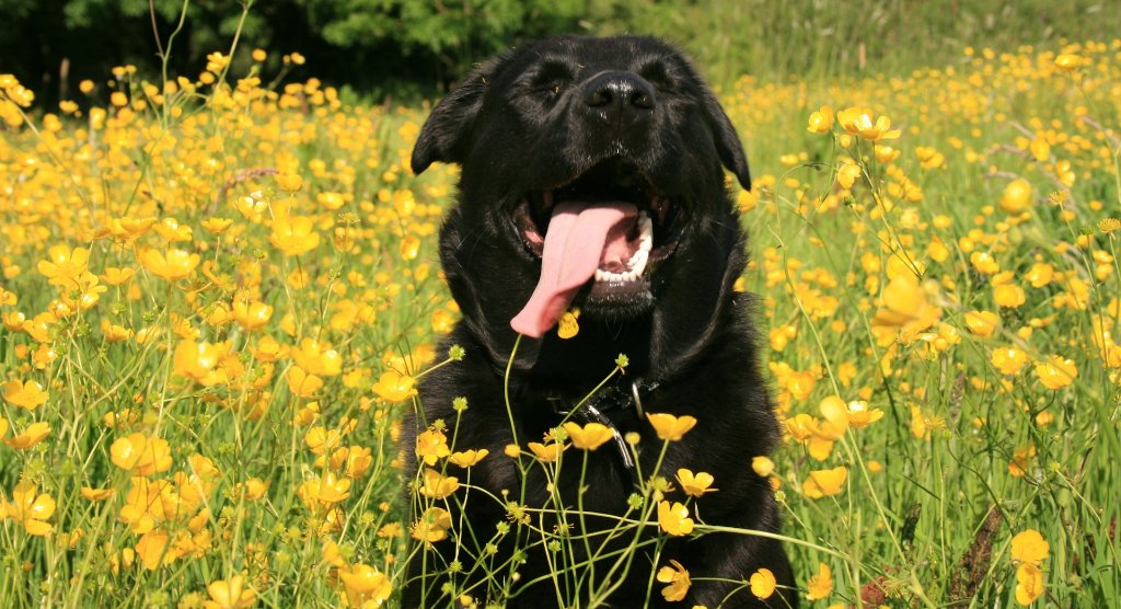 Labrador Retriever