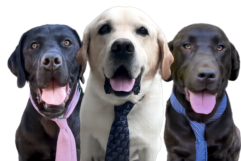 LabTie & Tails Gala — three Labrador Retrievers in ties