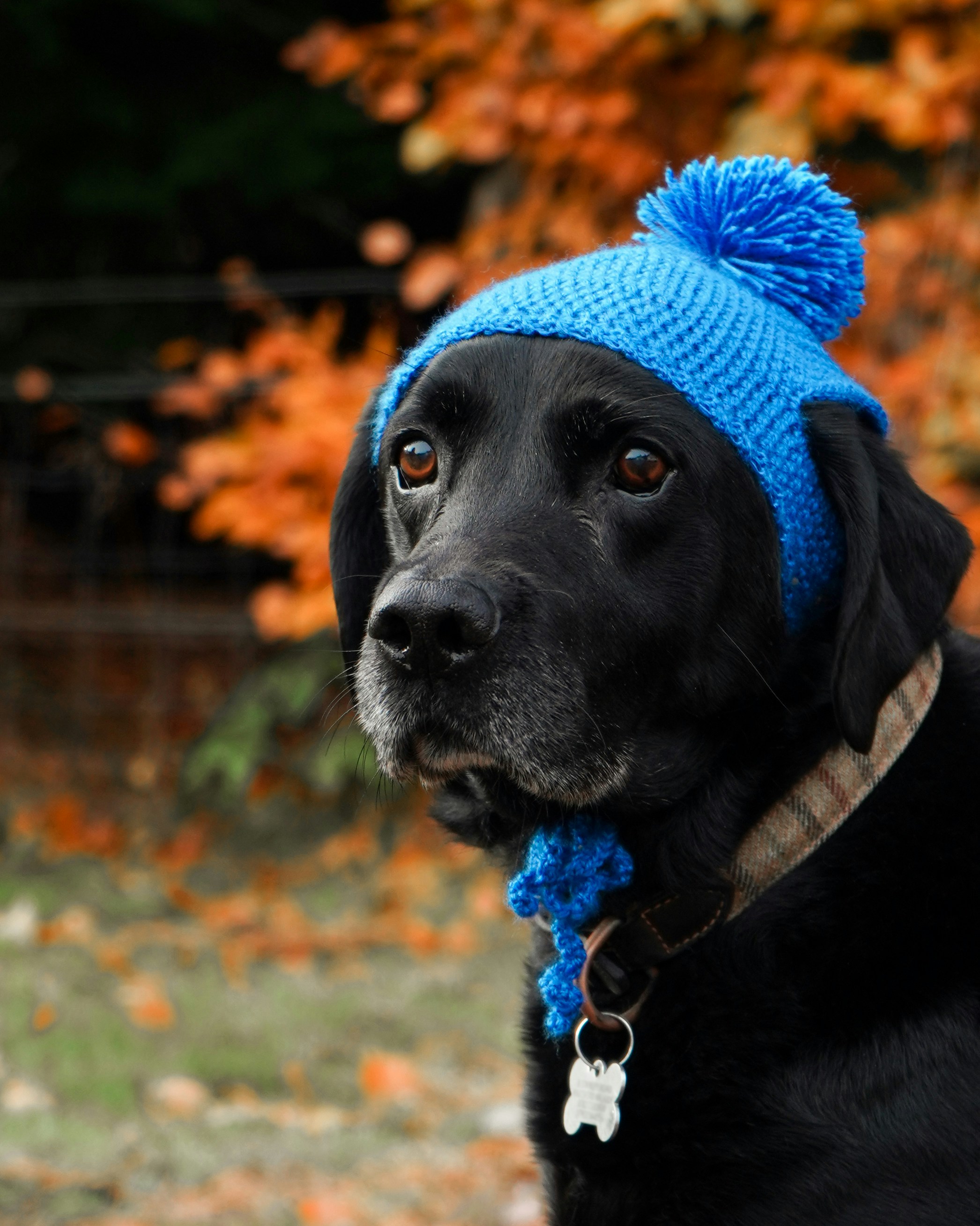 Lab looking happy