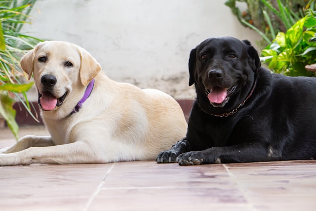 Happy Labrador