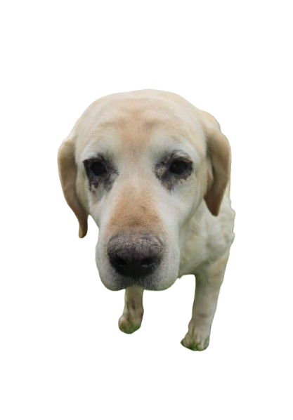 Yellow Labrador Retriever