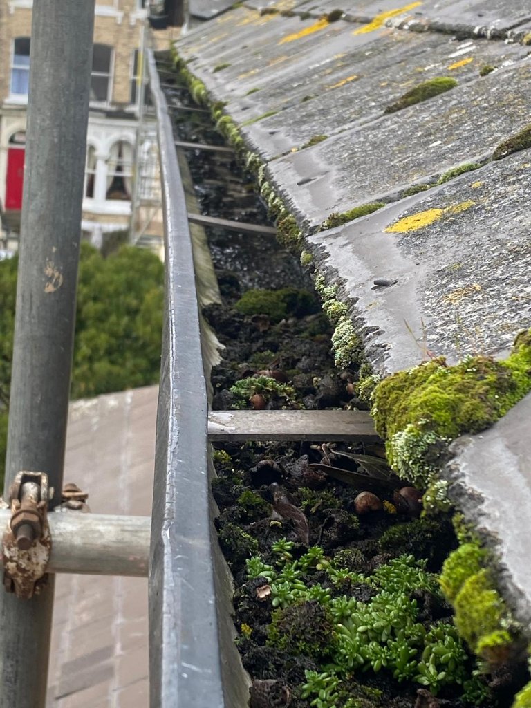 Roof & Gutter Cleaning