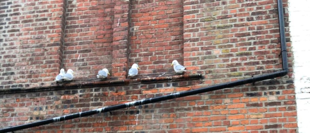 Bird Spikes & Bird Combs (Pest Control)