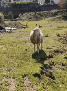 Ovelha na quinta
