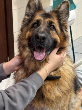 Cão pastor alemão na consulta